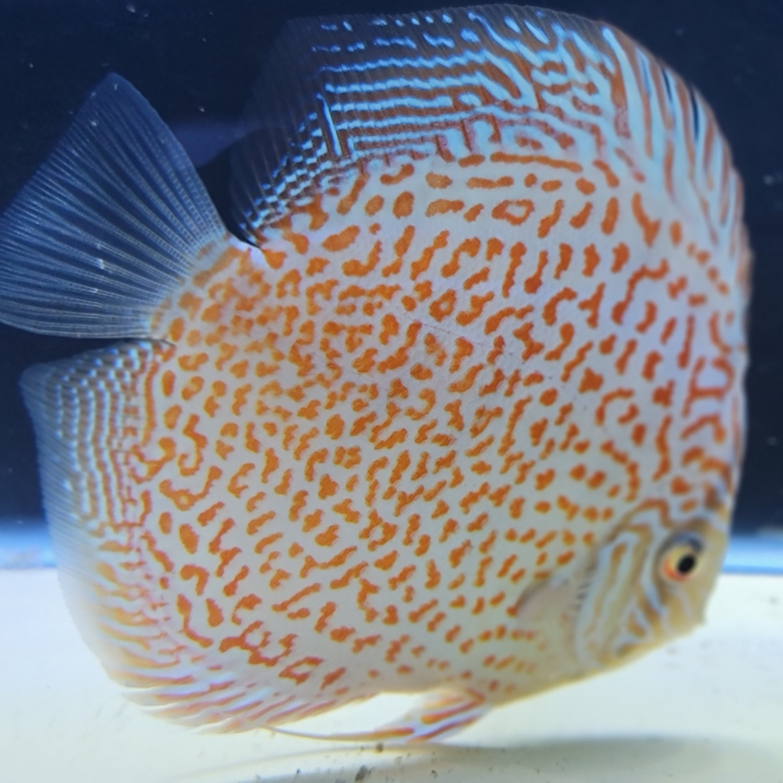 Ring Leopard Discus Fish 5 inches | Specialized Discus Fish Store in ...